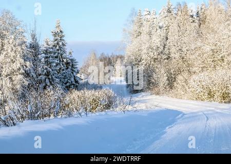 Un tranquillo paesaggio invernale caratterizzato da un lungo sentiero innevato tra una moltitudine di alberi torreggianti Foto Stock
