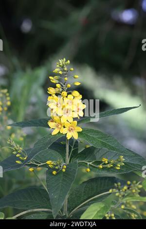 Loosestrife giallo, Lysimachia vulgaris, noto anche come Garden loosestrife o Yellow Garden loosestrife, pianta a fiore selvatico proveniente dalla Finlandia Foto Stock