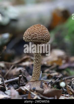 Inocybe hystrix, noto come scaly fibrecap, fungo selvatico proveniente dalla Finlandia Foto Stock
