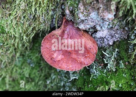 Fistulina hepatica, conosciuta come fungo beefsteak, poliporo beefsteak, lingua bue, o fungo lingua, polipore selvatico dalla Finlandia Foto Stock