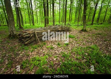 Rami d'albero impilati nella foresta, giorno di primavera Foto Stock