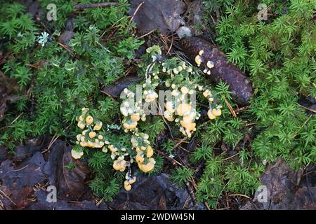 Albicocca slime stampo, Fuligo muscorum Foto Stock