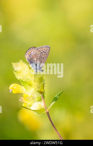 Hauhechel-Bläuling - Polyommatus Icarus Sucks Nectar from A Flower of the Clapperpot - Rhinanthus Alectorolophus Foto Stock