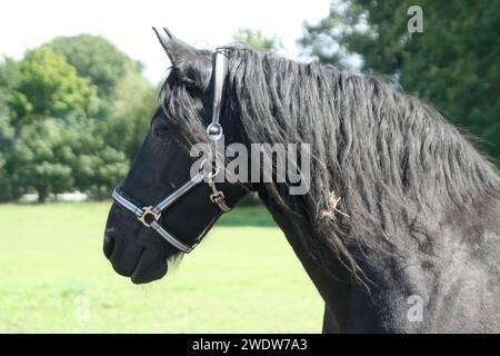 Friesian Mare Foto Stock