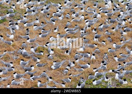 Colonia di terna crestata (Thalasseus bergii). Phillip Island, Victoria, Australia. Foto Stock