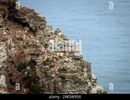 Una pulcinella solitaria che nidifica sulle scogliere di gesso di Bempton, East Yorkshire, Regno Unito Foto Stock