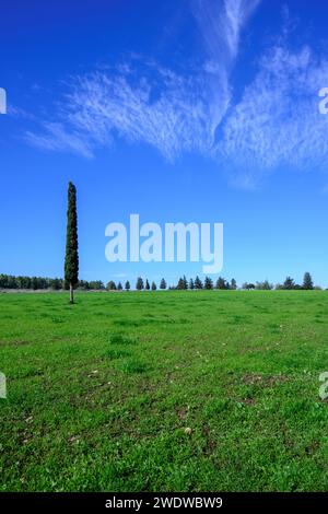 Un cipresso solitario in un lussureggiante campo verde Cupressus è uno dei diversi generi di conifere sempreverdi all'interno della famiglia Cupressaceae fotografata in Isra Foto Stock