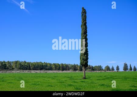 Un cipresso solitario in un lussureggiante campo verde Cupressus è uno dei diversi generi di conifere sempreverdi all'interno della famiglia Cupressaceae fotografata in Isra Foto Stock