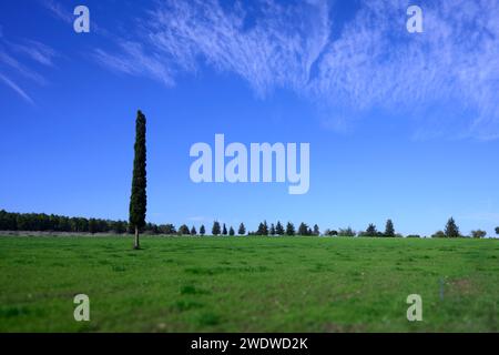 Un cipresso solitario in un lussureggiante campo verde Cupressus è uno dei diversi generi di conifere sempreverdi all'interno della famiglia Cupressaceae fotografata in Isra Foto Stock