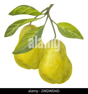 Pere acquerello. Frutti di miele gialli maturi interi con foglie verdi. Illustrazione disegnata a mano isolata su sfondo bianco. Clipart botanico per Foto Stock