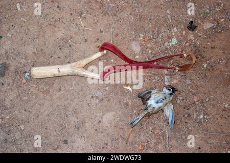 Uccello morto e fionda usati per cacciarlo Foto Stock