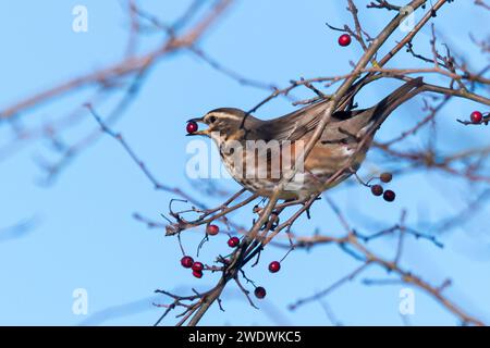 Un uccello redwing (Turdus iliacus) che si nutre di bacche di biancospino rosso in un albero durante l'inverno, Inghilterra, Regno Unito Foto Stock