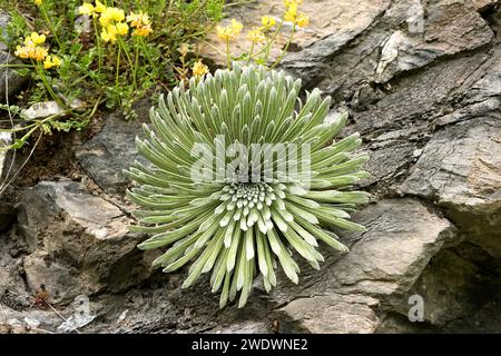 La corona de rey (Saxifraga longifolia) è un'erba perenne endemica delle montagne calcaree della Spagna orientale e del Nord Africa. Questa foto è stata scattata a Hu Foto Stock