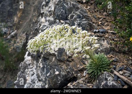 La corona de rey (Saxifraga longifolia) è un'erba perenne endemica delle montagne calcaree della Spagna orientale e del Nord Africa. Questa foto è stata scattata a Hu Foto Stock