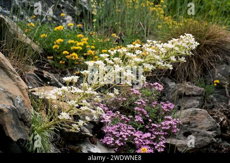 La corona de rey (Saxifraga longifolia) è un'erba perenne endemica delle montagne calcaree della Spagna orientale e del Nord Africa. Questa foto è stata scattata a Hu Foto Stock