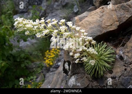 La corona de rey (Saxifraga longifolia) è un'erba perenne endemica delle montagne calcaree della Spagna orientale e del Nord Africa. Questa foto è stata scattata in H Foto Stock