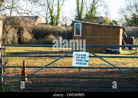 Non dare da mangiare all'insegna dei cavalli sul cancello di Pasture, Cherry Willingham, Lincolnshire, Inghilterra, Regno Unito Foto Stock