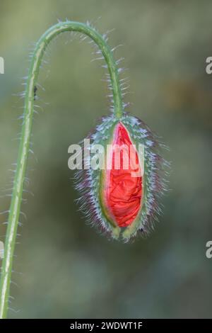 Klatsch-Mohn, Klatschmohn, Knospe, Blütenknospe, Mohnblume, Klatschrose, Mohn, Papaver rhoeas, Corn Poppy, Field Poppy, papavero comune, papavero, rosa di mais Foto Stock