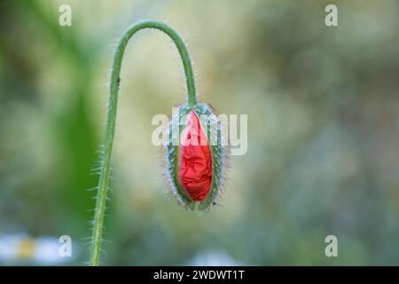 Klatsch-Mohn, Klatschmohn, Knospe, Blütenknospe, Mohnblume, Klatschrose, Mohn, Papaver rhoeas, Corn Poppy, Field Poppy, papavero comune, papavero, rosa di mais Foto Stock