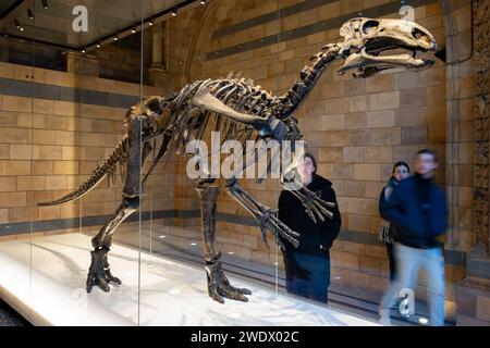 I visitatori interagiscono con Mantellisaurus Atherfieldensis o Iguanodon al Museo di storia naturale il 19 gennaio 2024 a Londra, Regno Unito. Questo dinosauro è stato rinominato in onore del grande paleontologo Gideon Mantell. Il museo espone una vasta gamma di esemplari provenienti da vari segmenti di storia naturale. Il museo ospita campioni di scienze della vita e della terra che comprendono circa 80 milioni di oggetti all'interno di cinque collezioni principali: Botanica, entomologia, mineralogia, paleontologia e zoologia. Il museo è un centro di ricerca specializzato in tassonomia, identificazione e conservazione. Foto Stock