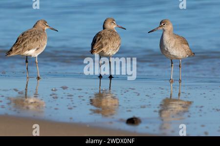 Willet (Catoptrophorus semipalmatus), comunali Beach Park, Monterey, California Foto Stock