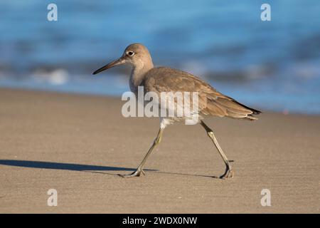 Willet (Catoptrophorus semipalmatus), comunali Beach Park, Monterey, California Foto Stock