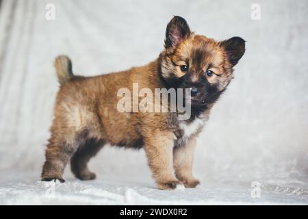 Cucciolo di cane islandese, 6 settimane Foto Stock