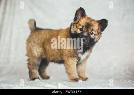 Cucciolo di cane islandese, 6 settimane Foto Stock