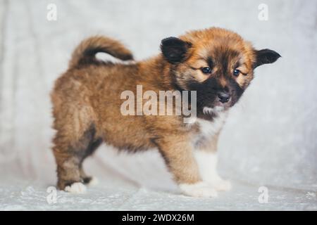 Cucciolo di cane islandese, 6 settimane Foto Stock