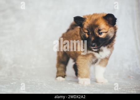 Cucciolo di cane islandese, 6 settimane Foto Stock