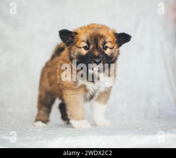 Cucciolo di cane islandese, 6 settimane Foto Stock