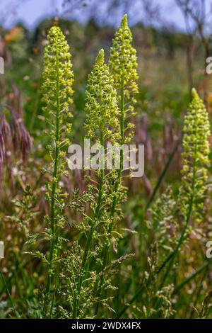 Fuoco selettivo di fiori d'erba selvatica in prato in primavera, Reseda lutea o la mignonette gialla o mignonette selvatica è una specie di erbaceo profumato Foto Stock