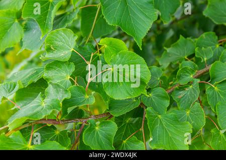 Tilia cordata foglie e frutti che crescono sui rami degli alberi. Foto Stock