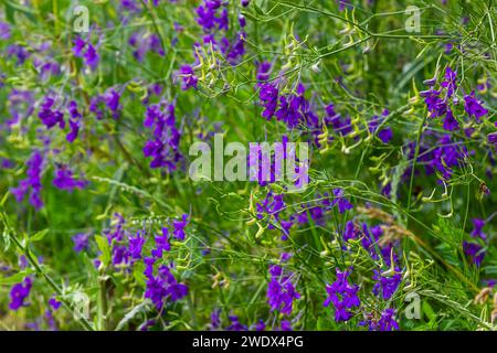 Delphinium selvatico o Consolida Regalis, conosciuto come forking o razzo larkspur. Il campo larkspur è erbaceo, pianta fiorente della famiglia Ranun delle coppe Foto Stock