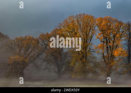 Alberi di autunno Foto Stock