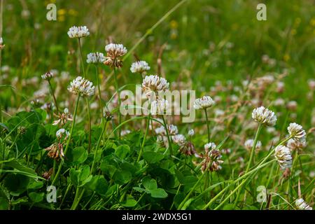 Trifolium repens, trifoglio bianco pianta perenne erbacea. Foto Stock