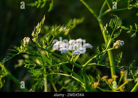 Conium maculatum, colloquialmente noto come hemlock, hemlock velenoso o hemlock selvatico, è una pianta erbacea biennale altamente velenosa in fiore nel carr Foto Stock