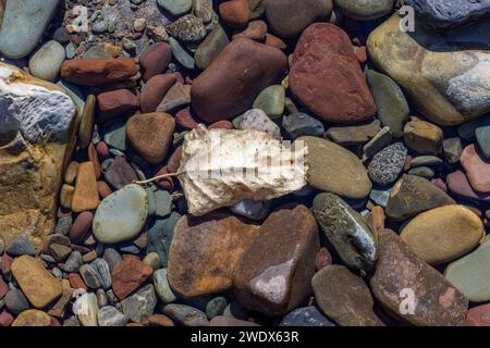 Foglie secche nell'acqua con rocce colorate nelle acque cristalline del Glacier National Park, Montana. Foto Stock