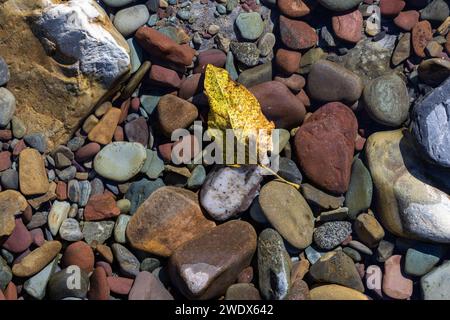 Foglie secche nell'acqua con rocce colorate nelle acque cristalline del Glacier National Park, Montana. Foto Stock