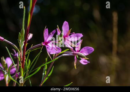 Pink Flower Chamerion Dodonaei Alpine Willowhere Plant. Foto Stock