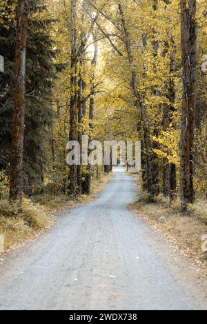 Foglie dorate che costeggiano una strada sterrata attraverso una fitta foresta del Montana Foto Stock