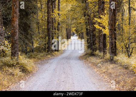 Foglie dorate che costeggiano una strada sterrata attraverso una fitta foresta del Montana Foto Stock