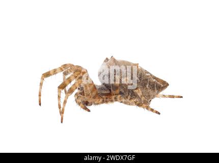 Tenda tropicale marrone - ragno isolato su sfondo bianco, Cyrtophora citricola Foto Stock