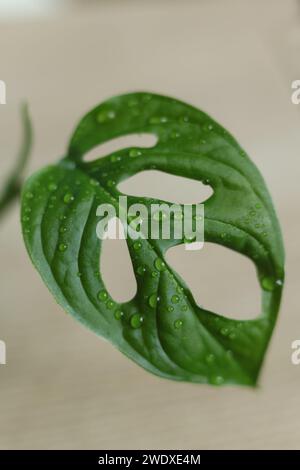 Monstera adansonii, la monstera dell'Adanson, la maschera delle scimmie, la pianta di formaggio svizzero, o la foglia di pianta a cinque fori con gocce d'acqua Foto Stock