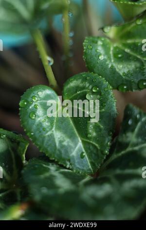 Gocce d'acqua sulle foglie verdi dei ciclamini, primo piano Foto Stock