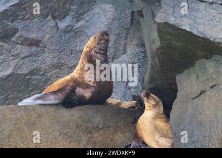 Leone marino Steller a Resurrection Bay, Alaska, Stati Uniti Foto Stock