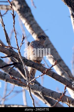 Sparrowhawk eurasiatico, Sparrowhawk settentrionale o semplicemente Sparrowhawk, Sperber, Épervier d'Europe, Accipiter nisus, karvaly, Budapest, Ungheria, Europa Foto Stock