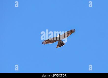 Sparrowhawk eurasiatico, Sparrowhawk settentrionale o semplicemente Sparrowhawk, Sperber, Épervier d'Europe, Accipiter nisus, karvaly, Budapest, Ungheria, Europa Foto Stock