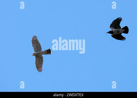 Sparrowhawk eurasiatico, Sparrowhawk settentrionale o semplicemente Sparrowhawk, Sperber, Épervier d'Europe, Accipiter nisus, karvaly, Budapest, Ungheria, Europa Foto Stock