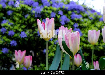 Tulipani bianchi di fronte al lavanda Rock Phlox. Foto di alta qualità Foto Stock